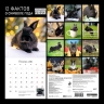 12 фактов о символе года. Черный кролик. Календарь настенный на 2023 год